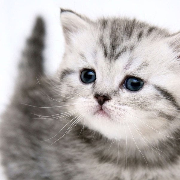 Rüyada kedi görmek ne anlama gelir?