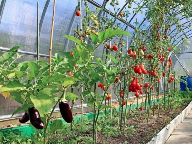 Томорқа ерларига сув чиқариш учун давлат субсидия ажратади