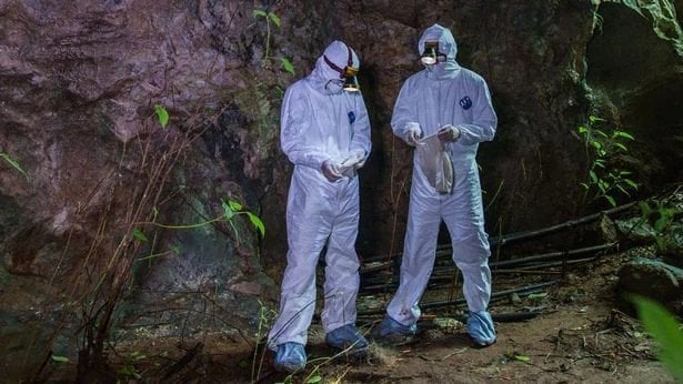 Коронавируснинг қандай пайдо бўлгани ҳақида янги маълумотлар эълон қилинди