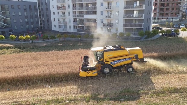 Polshalik fermerlar ko‘p qavatli uylar orasida ekin ekib, hosil olmoqda (video)