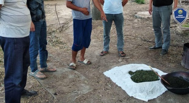 Olmaliqda marixuana qovurayotgan shaxslar ushlandi