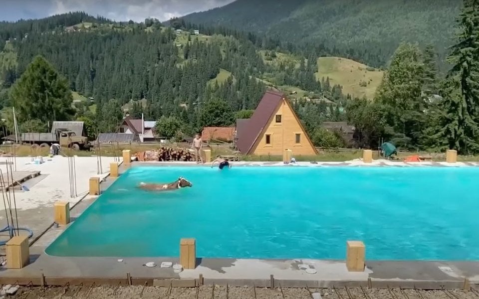 Ukrainada issiqdan charchagan sigir dam oluvchilar bor basseynga sakradi