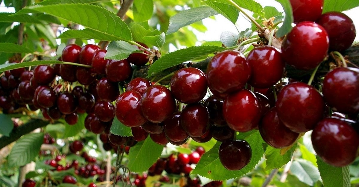 Kirazın insan vücudu için faydaları nelerdir?